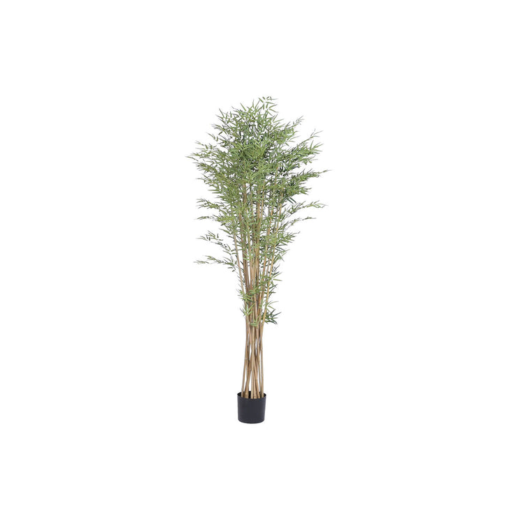Plantas